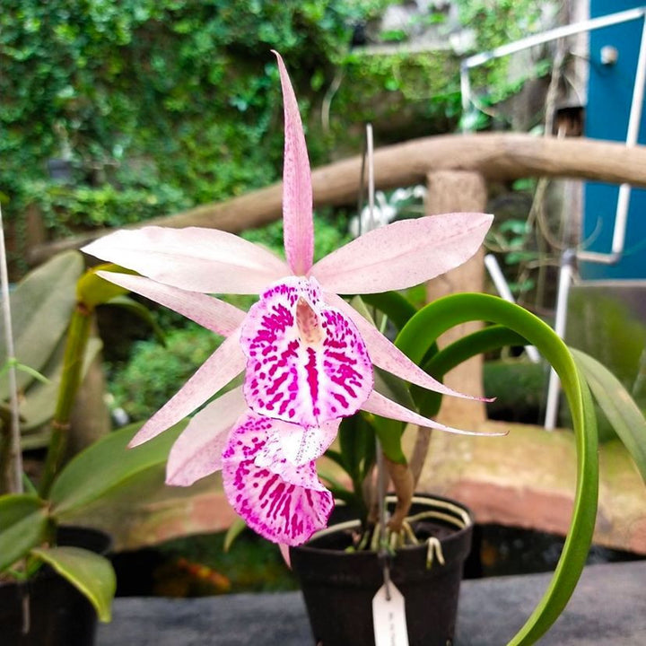 Bc. YU Toung Star 'Heart' (Bc. Tetra Lip × Bc. Morning Glory)