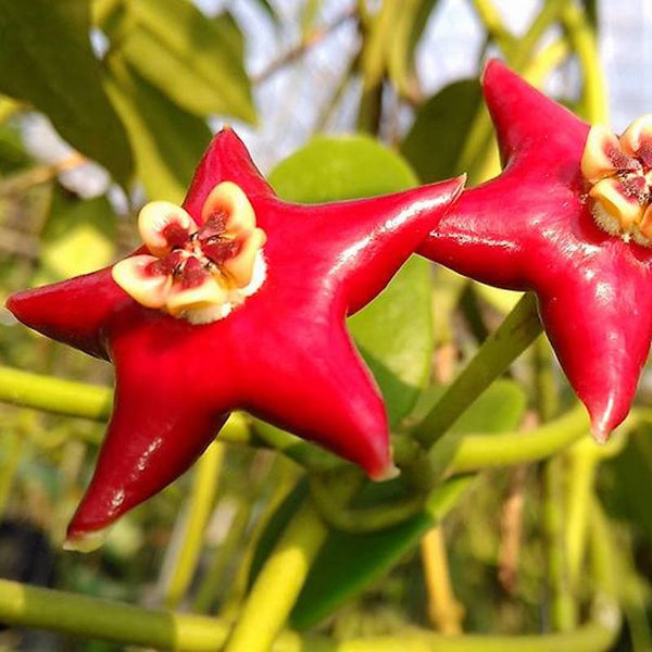 Hoya coronaria 'Red' - flori mari, parfumate