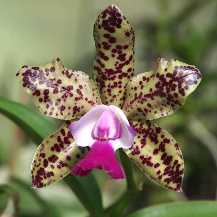 Rlc. Yuan Dung Python 'Passion Fruit'