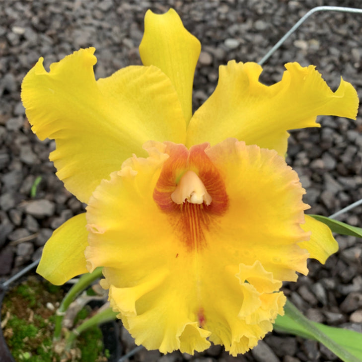 Rlc. Taiwan Good Life 'Qing Ming Jin Queen' - huge, fragrant flowers ...