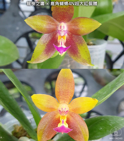 Phal. Dragon Tree Eagle × cornu-cervi var. chattaladae (4N)