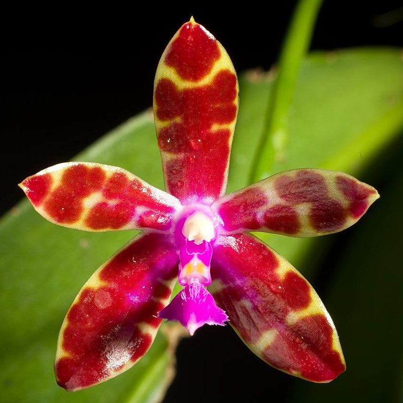 Phalaenopsis bastianii red