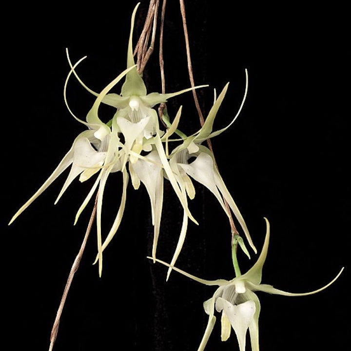 Aeranthes grandiflora