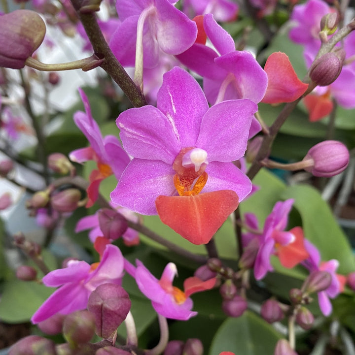 Phalaenopsis Liu's Triprince pink