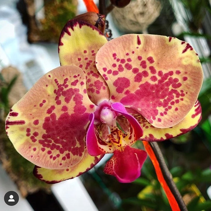 Phalaenopsis Ark's Happy Magician