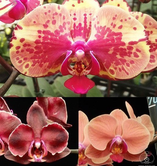 Phalaenopsis Ark's Happy Magician