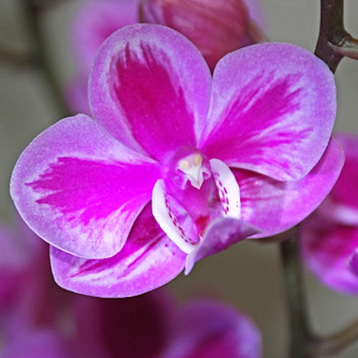 Phalaenopsis Queen Beer 'Splash'