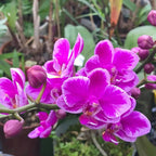 Phalaenopsis Queen Beer 'Splash'