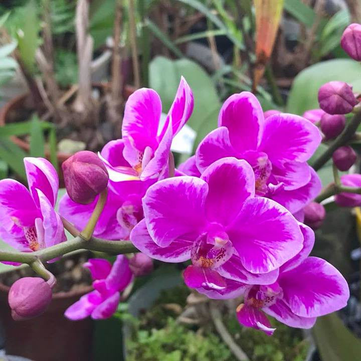 Phalaenopsis Queen Beer 'Splash'