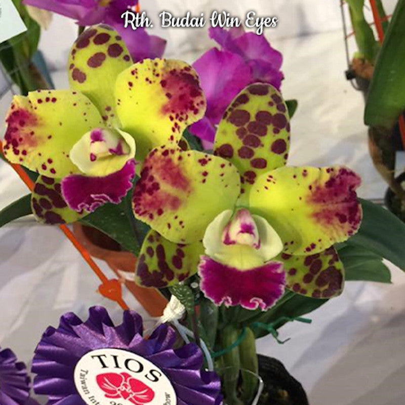 Rth. Budai Win Eyes AM/AOS