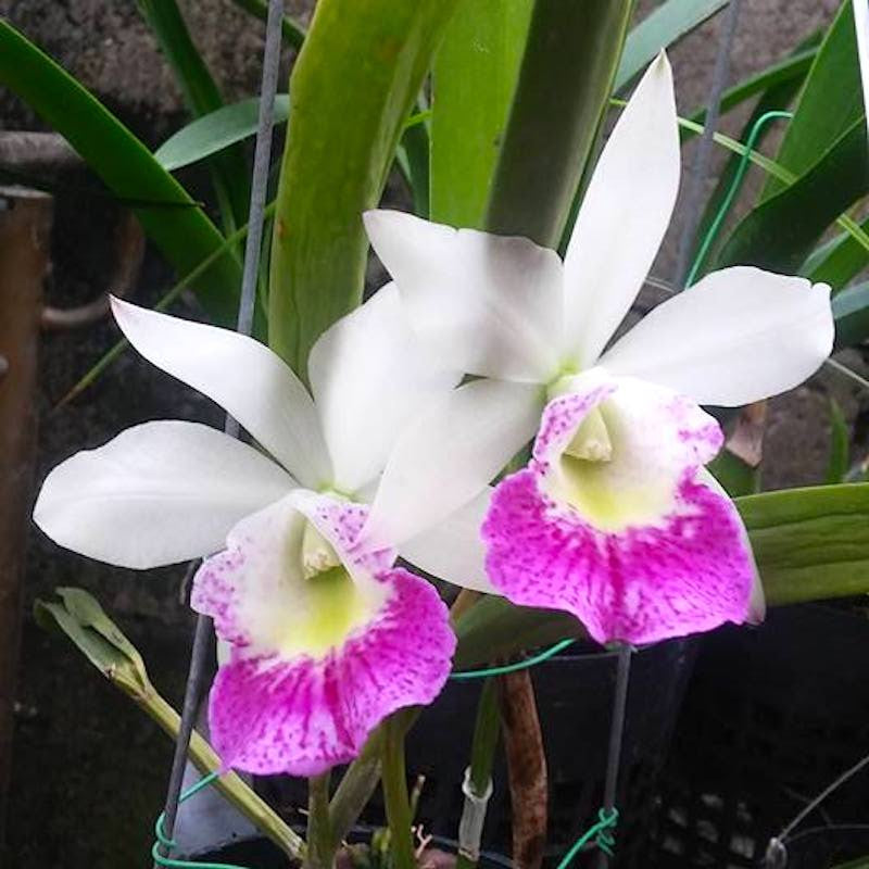 Blc. Hawaii Stars 'Only One'