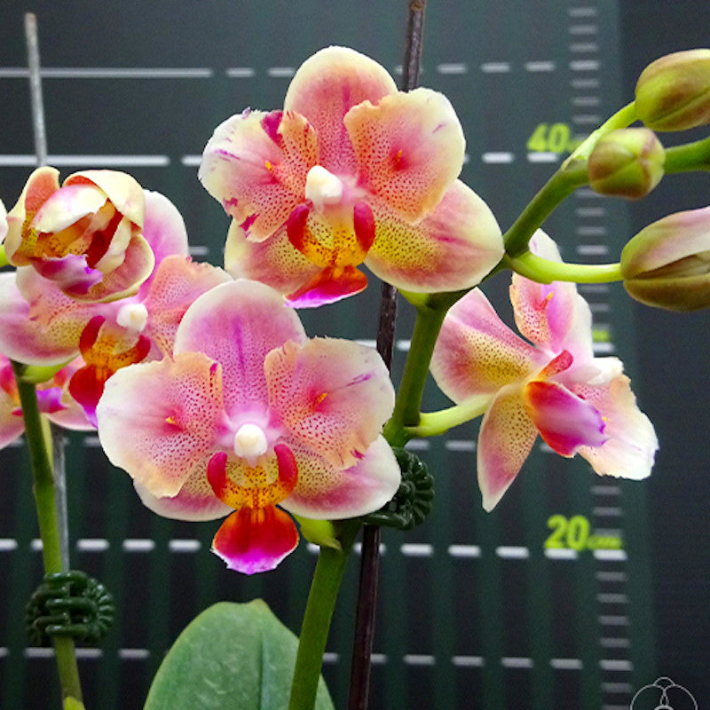 Phalaenopsis Jc Red Peacock
