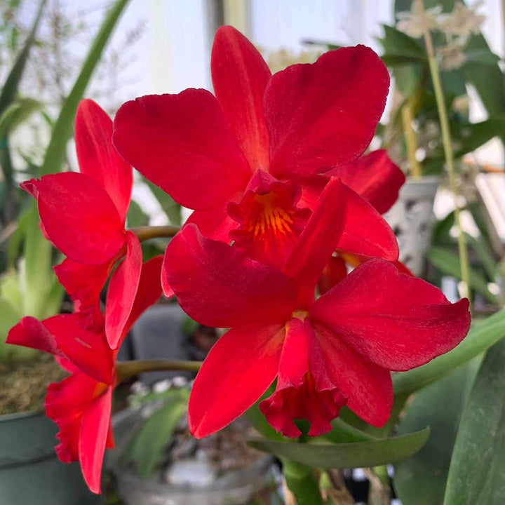 Ctt. Little Hazel (Ctt. Hazel Boyd × C. Psyche)