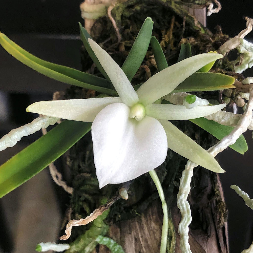 Angraecum didieri