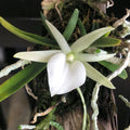 Angraecum didieri