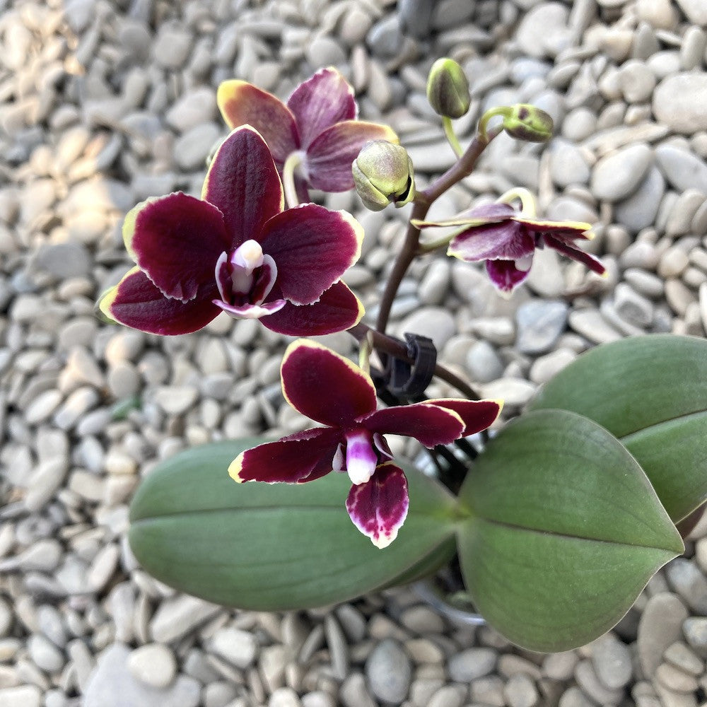 Phalaenopsis multiflora Taisuco Kobold, de vanzare la pret special!