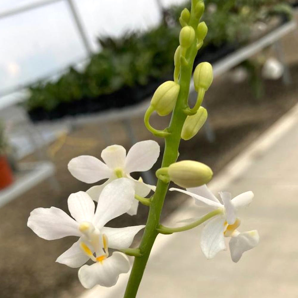 Orhidee Doritis pulcherrima alba - orhidee speciale in ghiveci