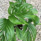Sticklingar Monstera Pinnatipartita (icke rotad)