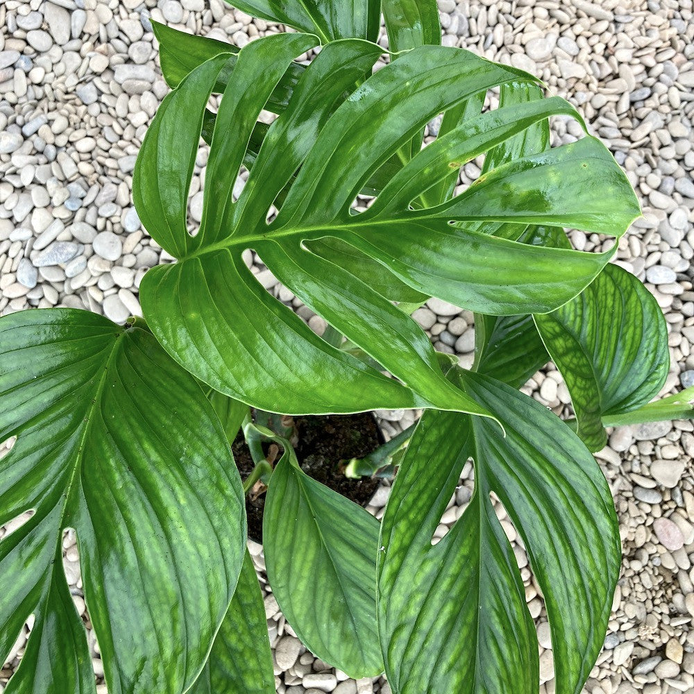 Cuttings Monstera Pinnatipartita (neinradacinat)