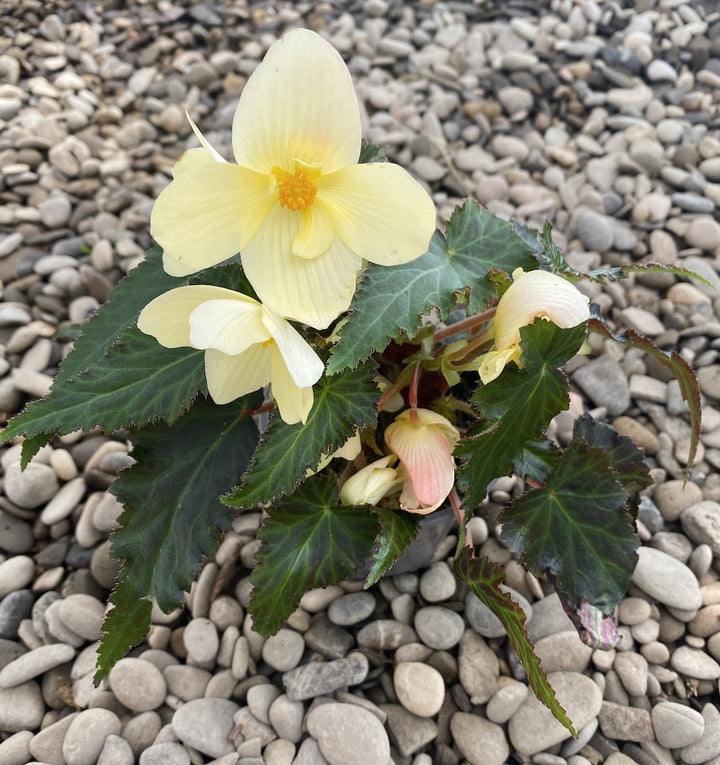 Begonia 'Florencio Yellow'