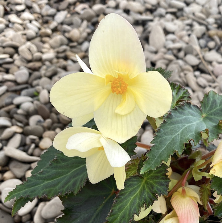 Begonia 'Florencio Yellow'