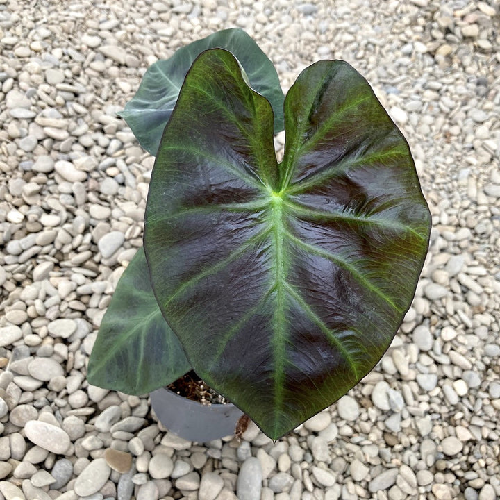 Colocasia esculenta 'Cintho Aloha'