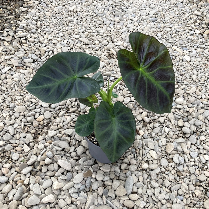 Colocasia esculenta 'Cintho Aloha'