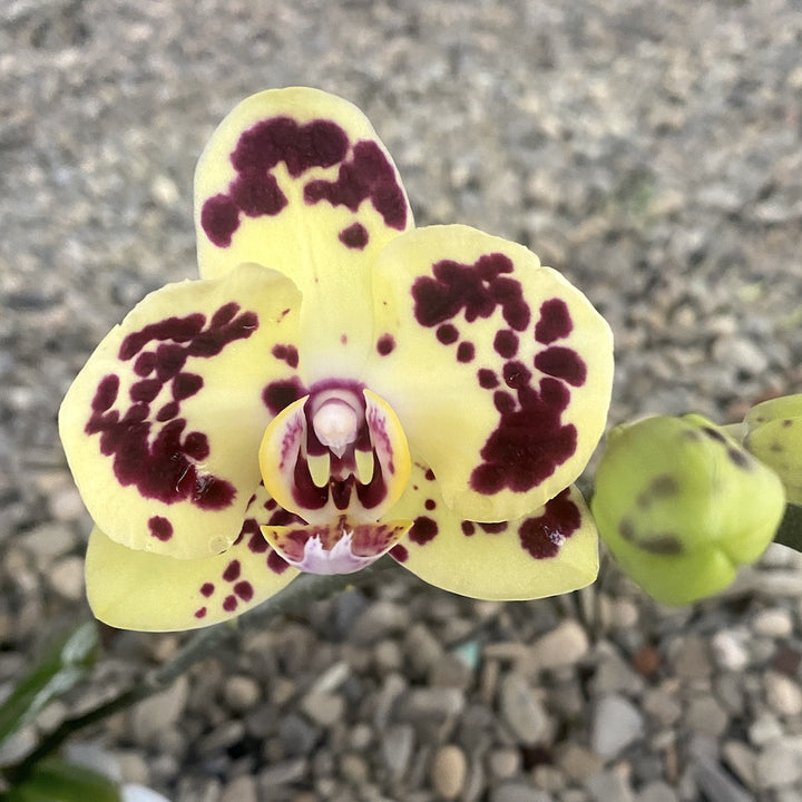 Phalaenopsis OX Sponge Bob