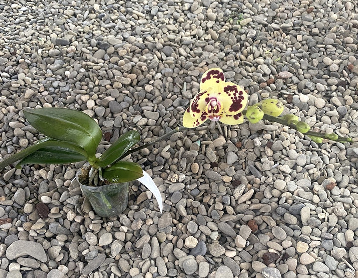 Phalaenopsis OX Sponge Bob