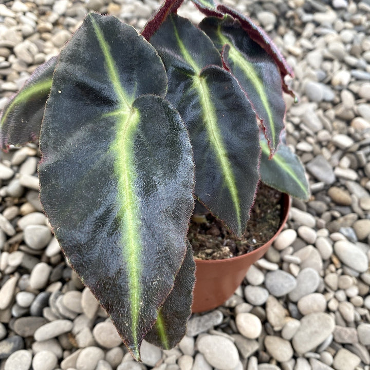 Begonia Rex Listada