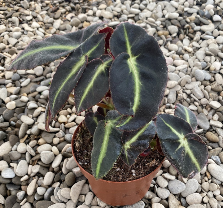 Begonia Rex Listada