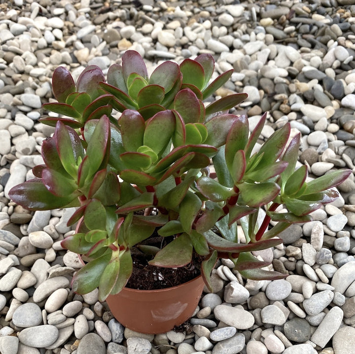 Crassula Burgundy