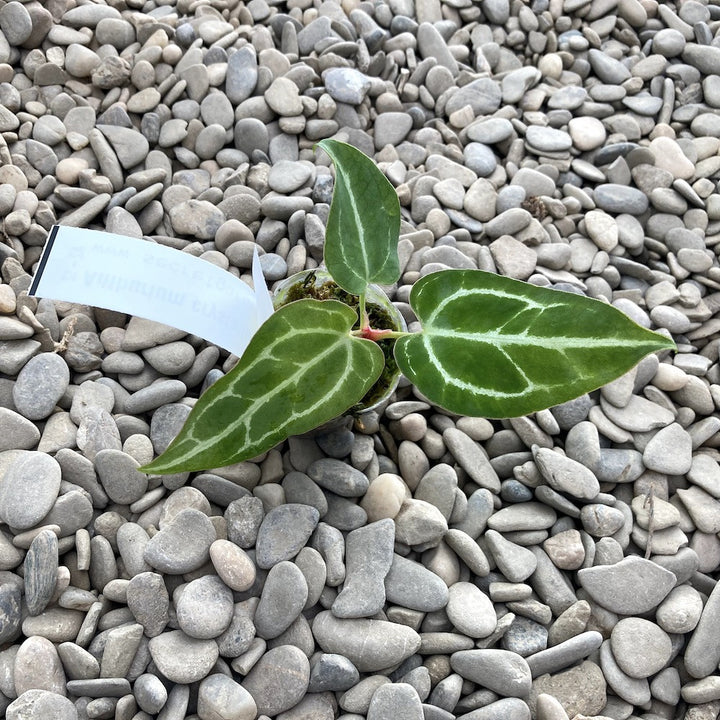 Anthurium crystallinum (South America)