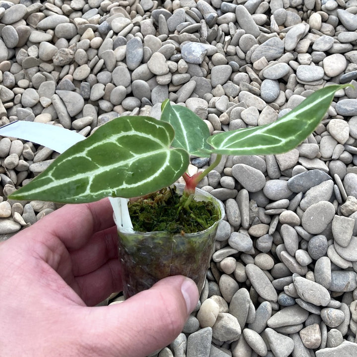 Anthurium crystallinum (South America)