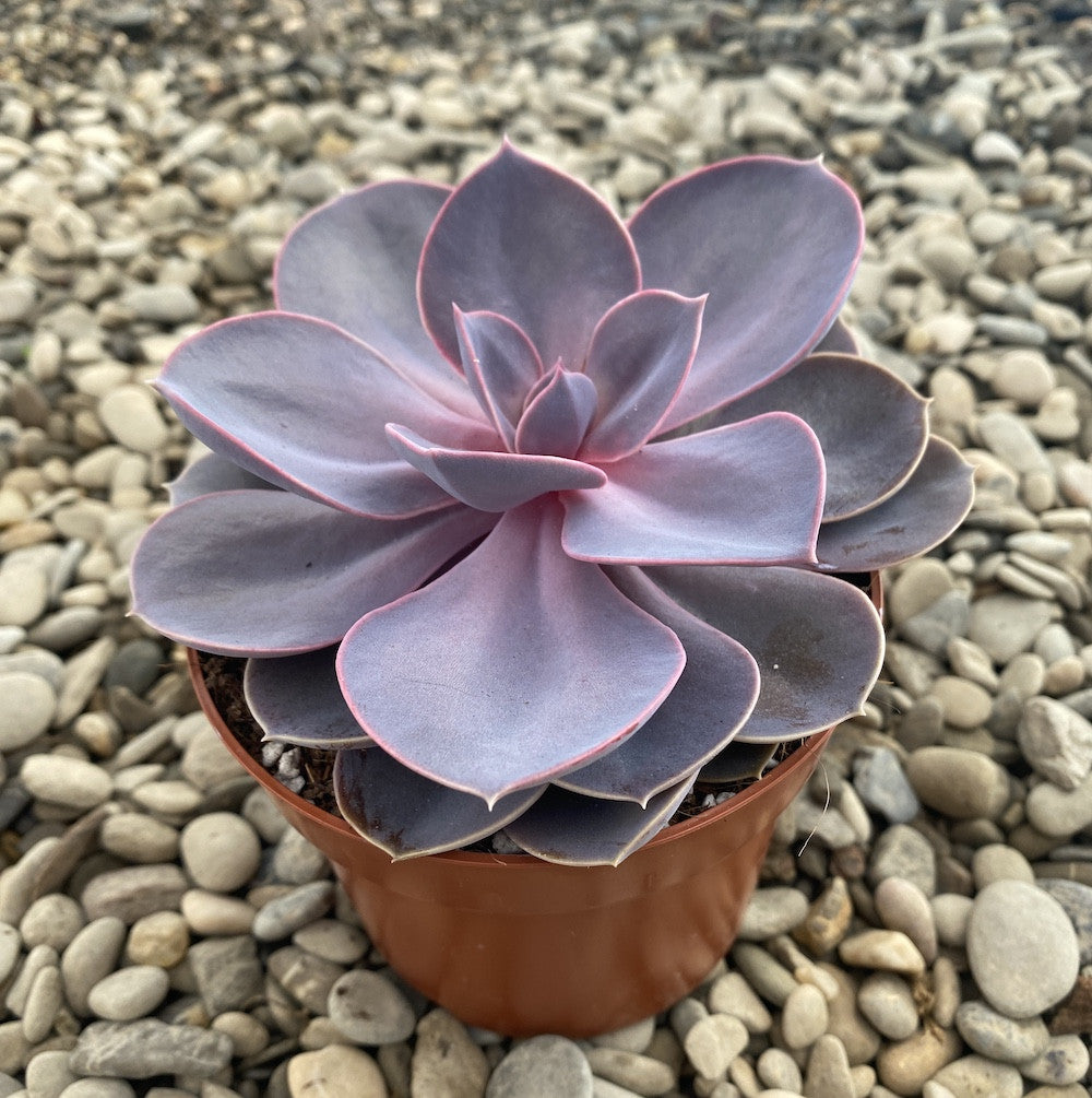 Echeveria 'Purple Pearl'