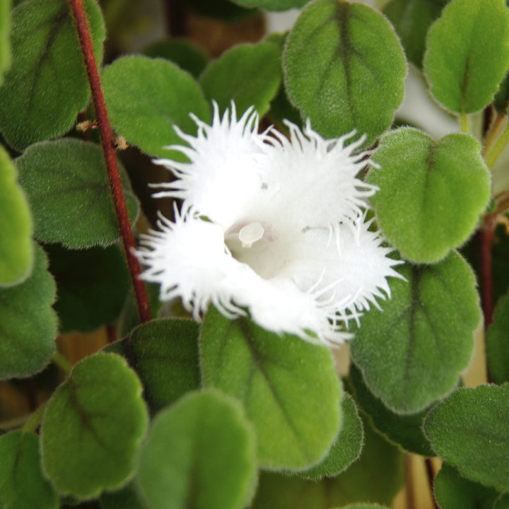 Episcia dianthiflora