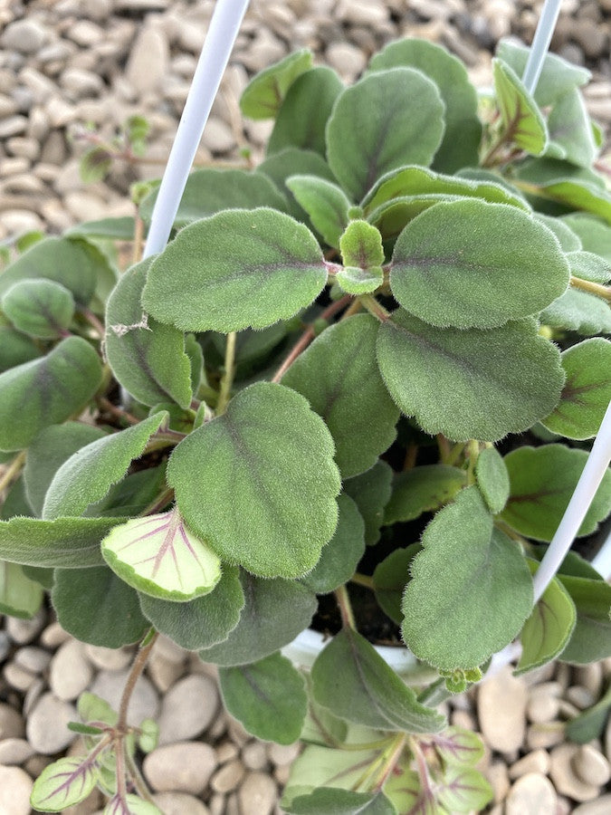 Episcia dianthiflora