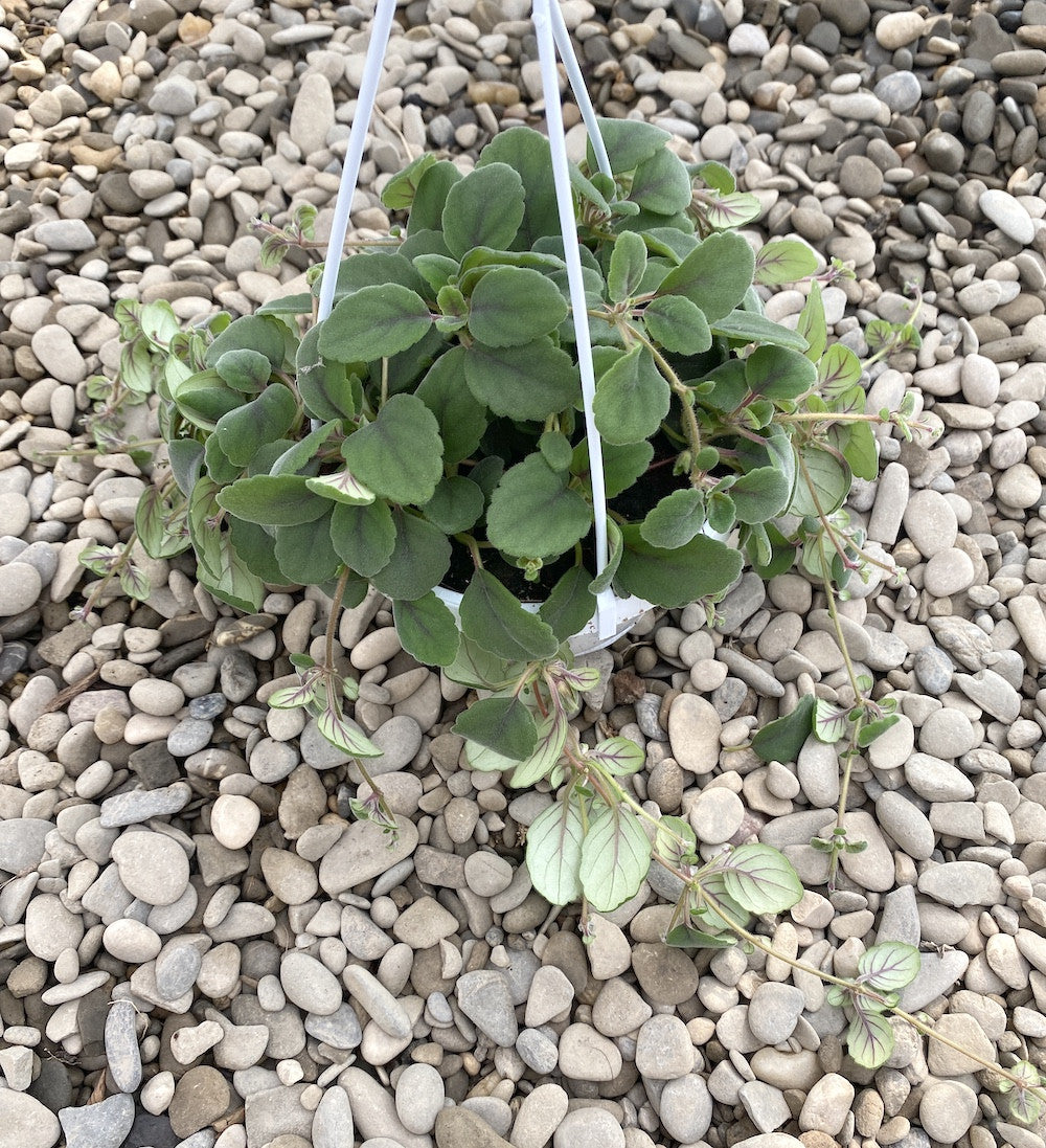 Episcia dianthiflora