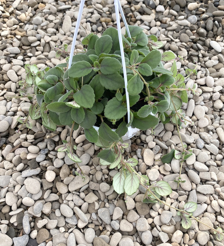 Episcia dianthiflora