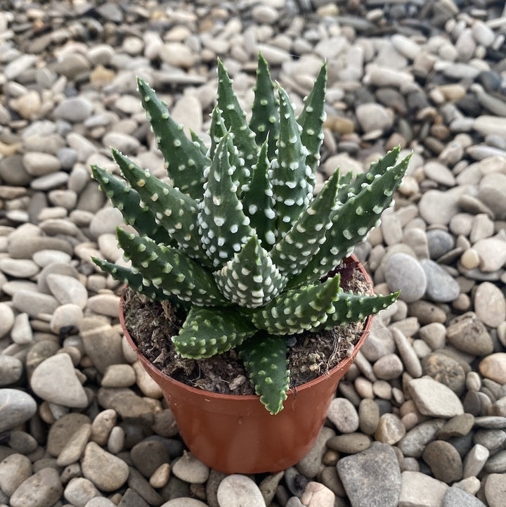 Haworthia margaritifera