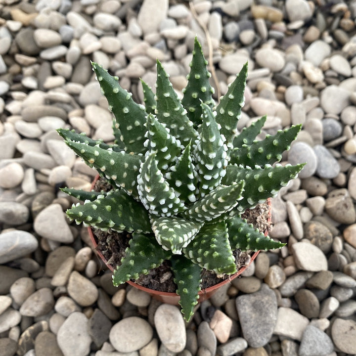 Haworthia margaritifera