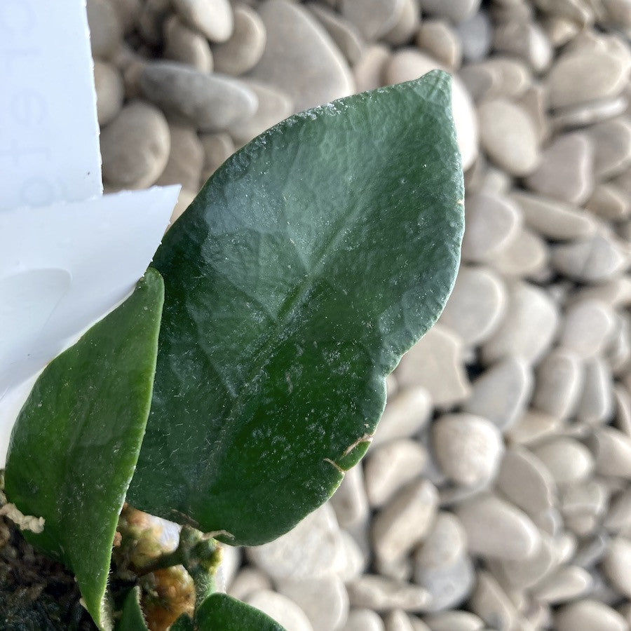 Hoya patella - flori parfumate