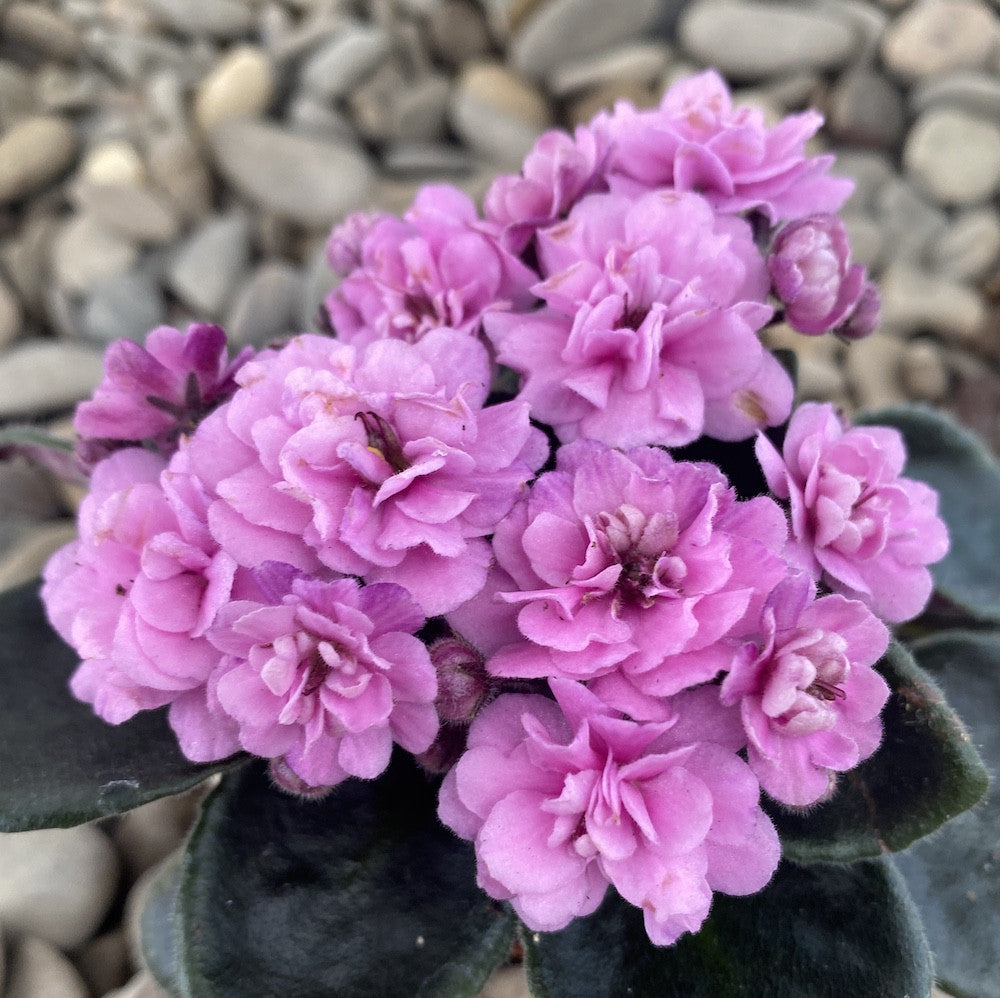 Violete batute roz - Saintpaulia Jenny
