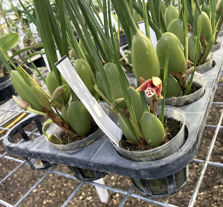 Maxillaria Tenuifolia - varietate parfumata