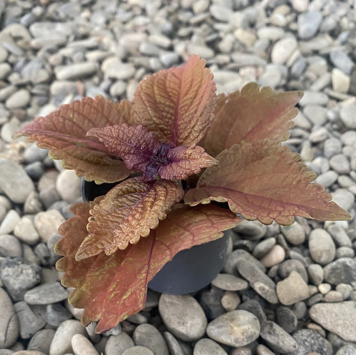 Coleus MS Sunset Boulevard (urzicuta)