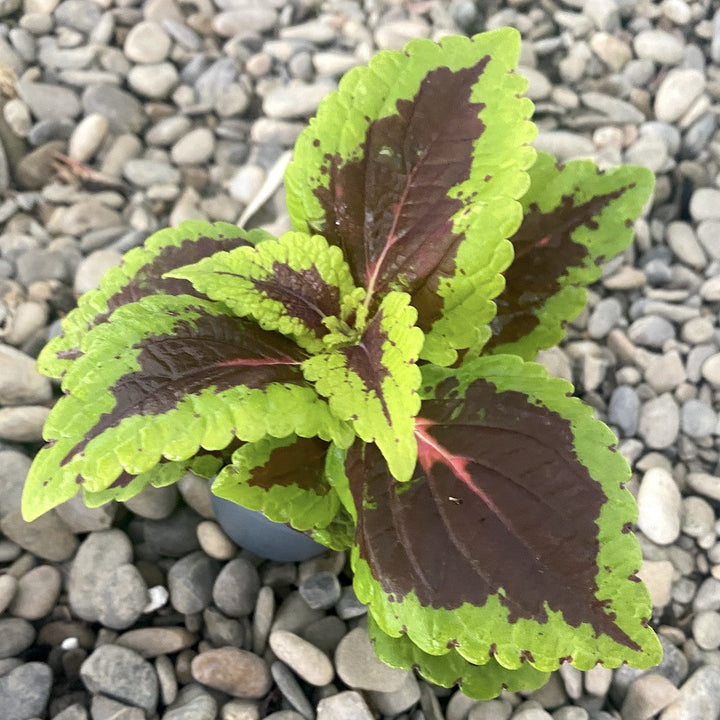 Coleus MS Aligator - urzicuta (babyplant)