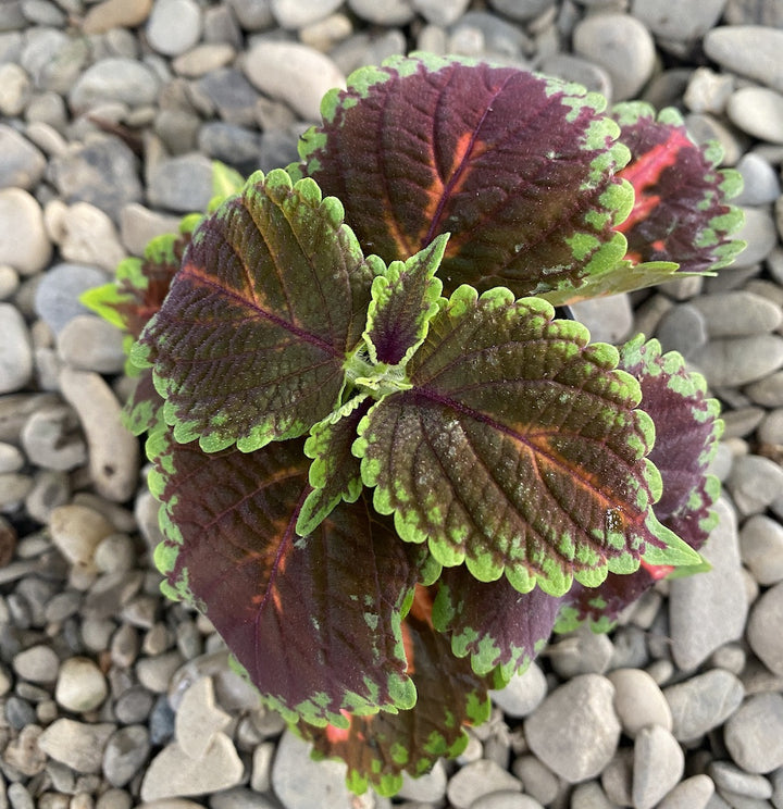 Coleus Ms Abbey Road (urzicuta)