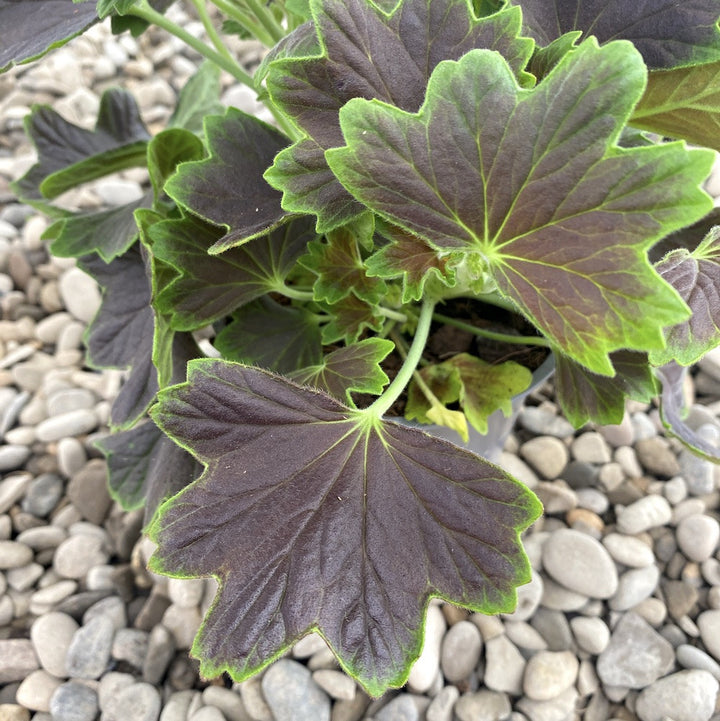 Pelargonium Vario Geranio Chocolate (muscate cu frunze colorate)