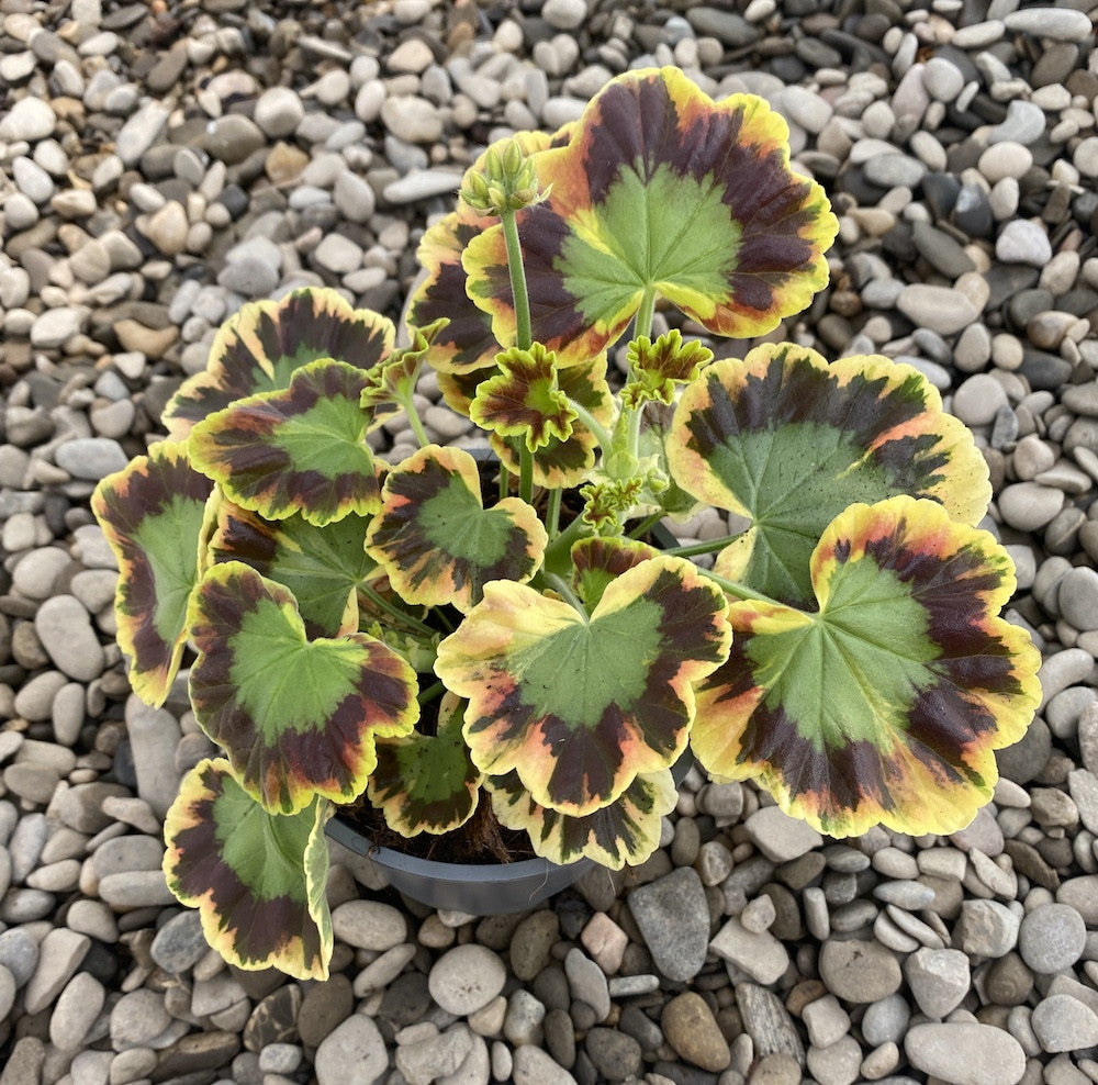 Pelargonium Vario Geranio Contrast (muscate cu frunze colorate)