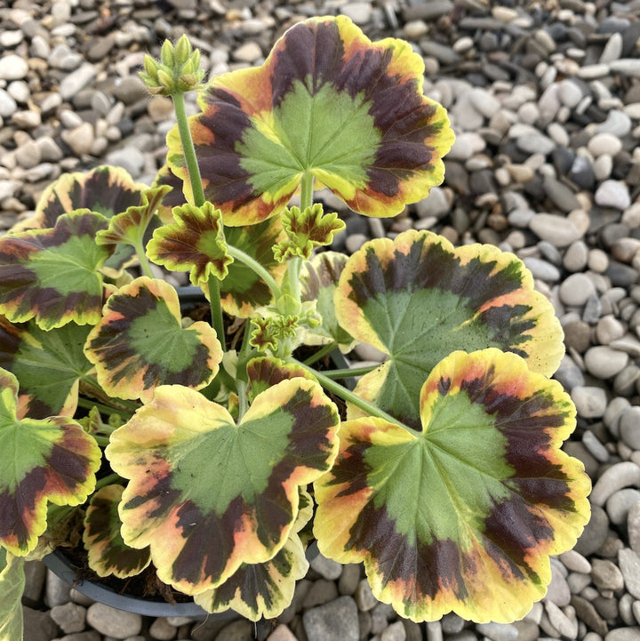 Pelargonium Vario Geranio Contrast (muscate cu frunze colorate)